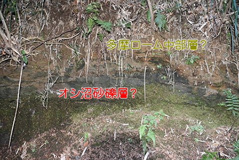 写真-3 生田緑地の多摩ローム層露頭