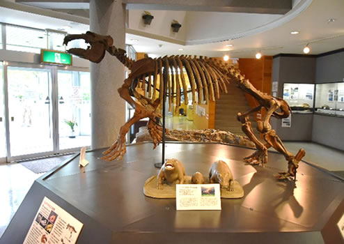 写真-5パレオパラドキシアの骨格標本（おがの化石館：出典8）